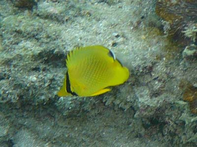 スズキ目 チョウチョウウオ科 アミチョウチョウウオ 幼魚 成魚を見たことは一度もないが幼魚は時々見られる 特に目立った特徴はないのだが 見られることは稀 ２００６年１１月２１日宍喰 海中公園一号地 アミチョウチョウウオ 幼魚 実際は