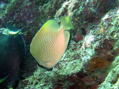 スズキ目 チョウチョウウオ科 ゴマチョウチョウウオ 成魚